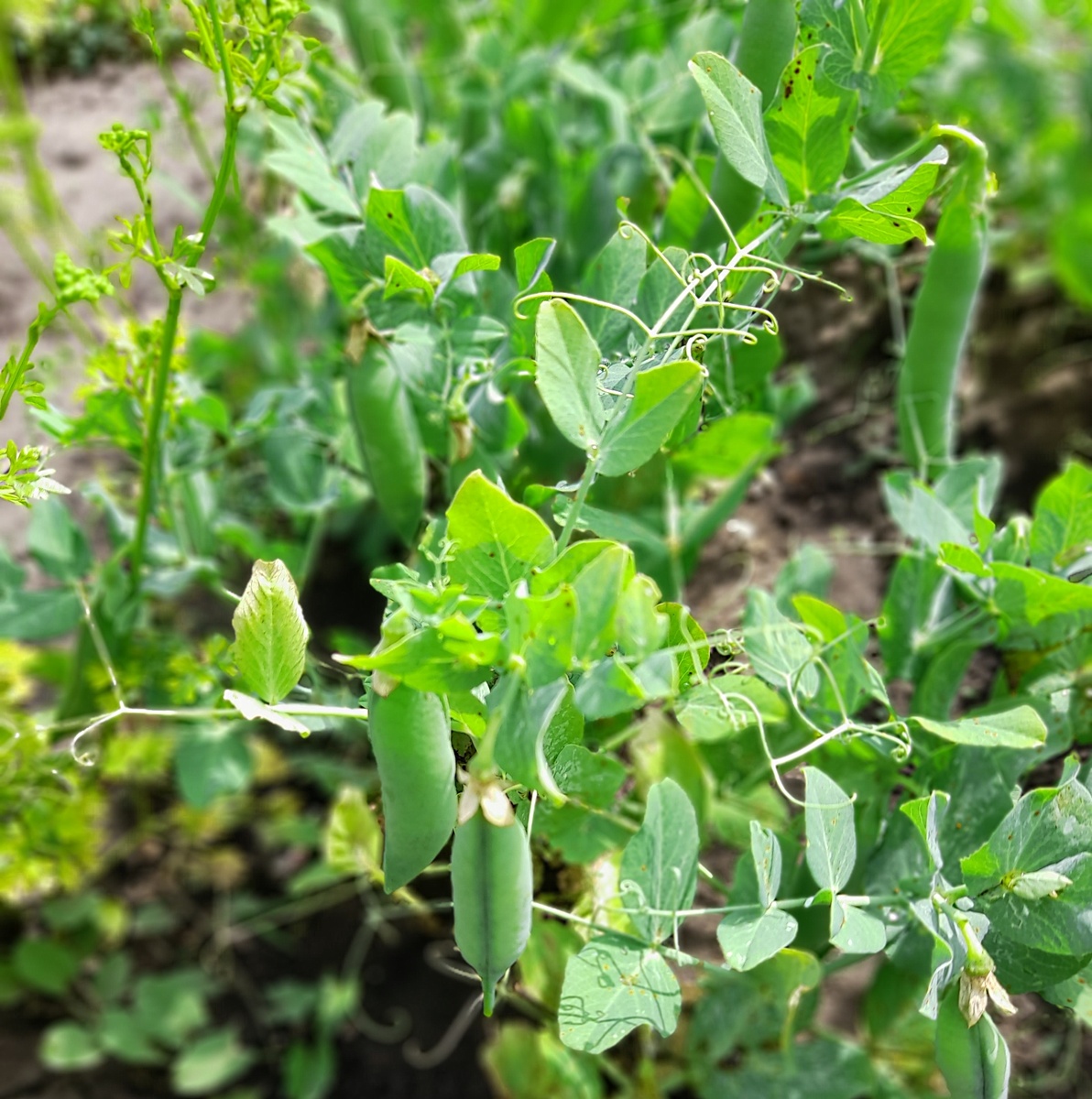 Гороховый привет всем!