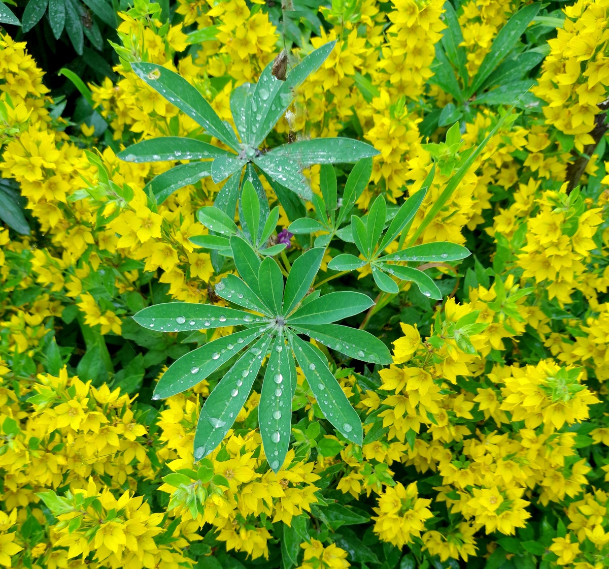 Вербейник цветет