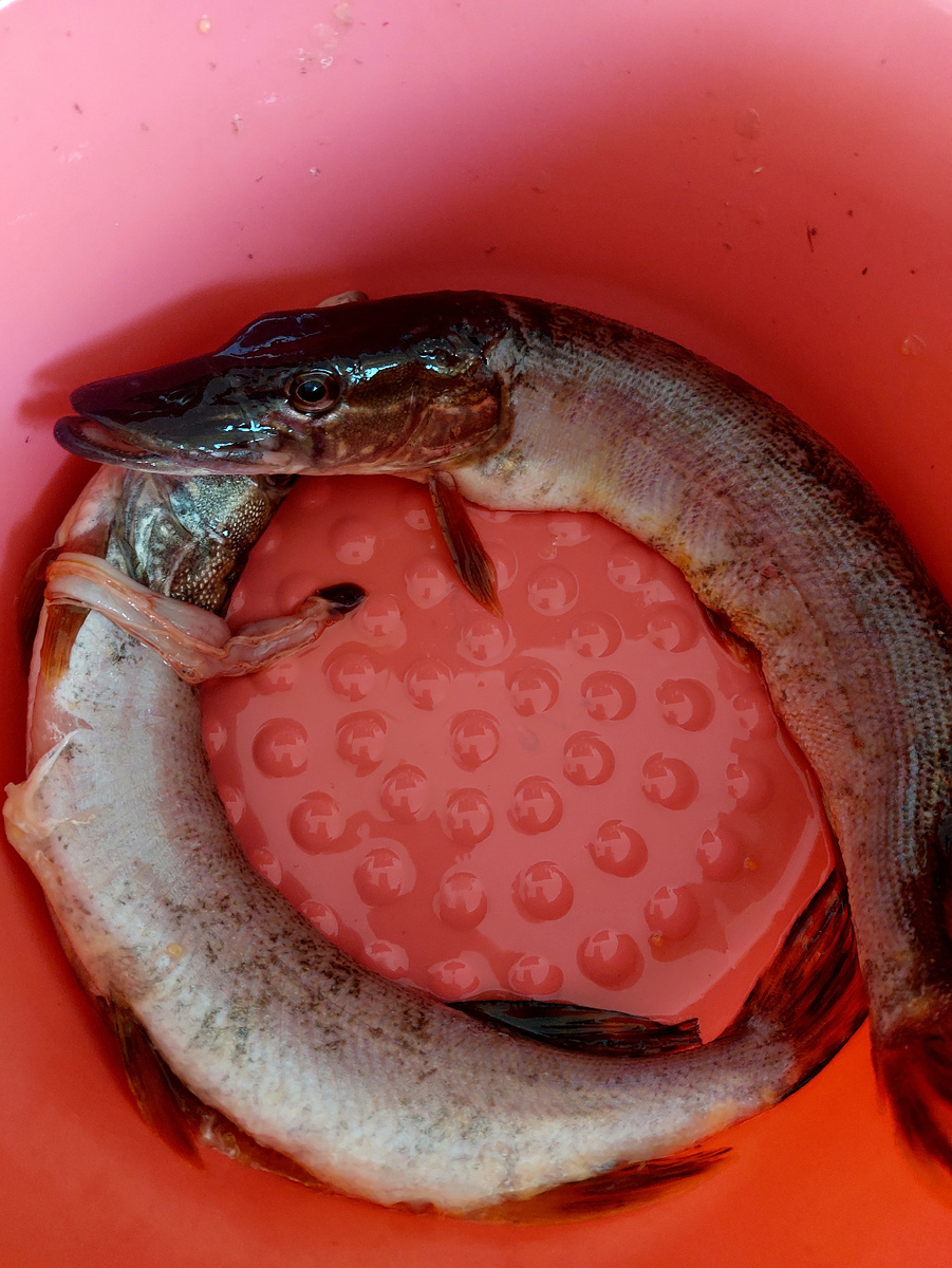 Пойманная щука моим отцом