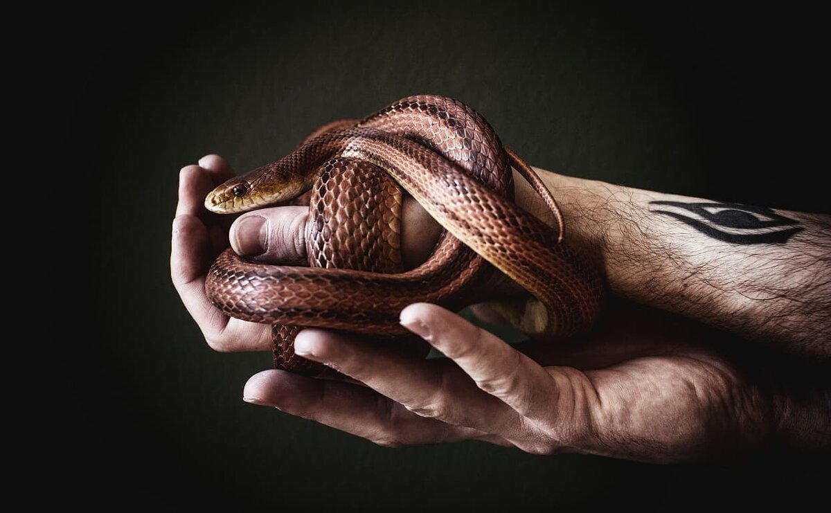     Обжоры, убийцы и скупцы: мужские воплощения семи смертных грехов