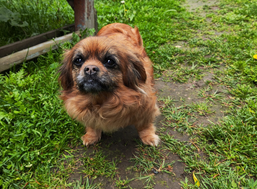 Компанию хозяйке составляет четвероногая любимица Тата