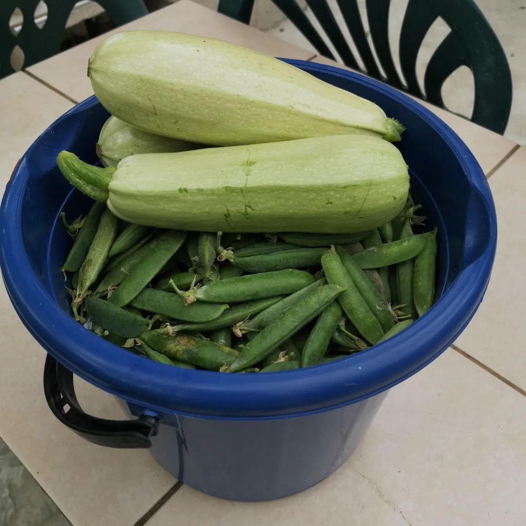 Дневной урожай