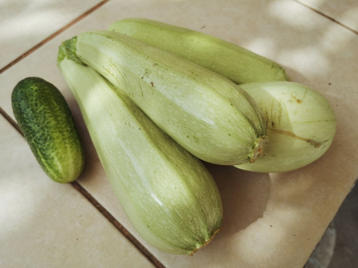 Первые кабачки