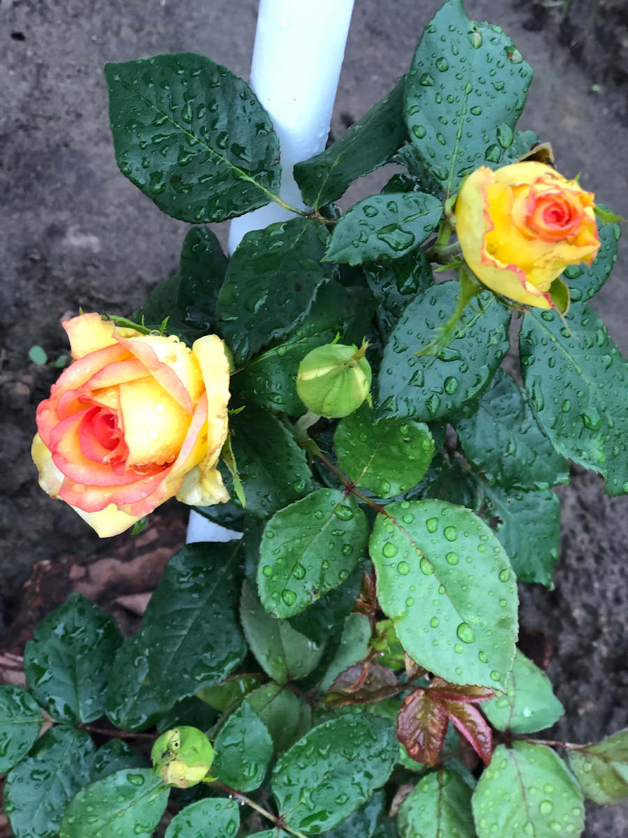 Расцвела роза сорта "Преферанс".