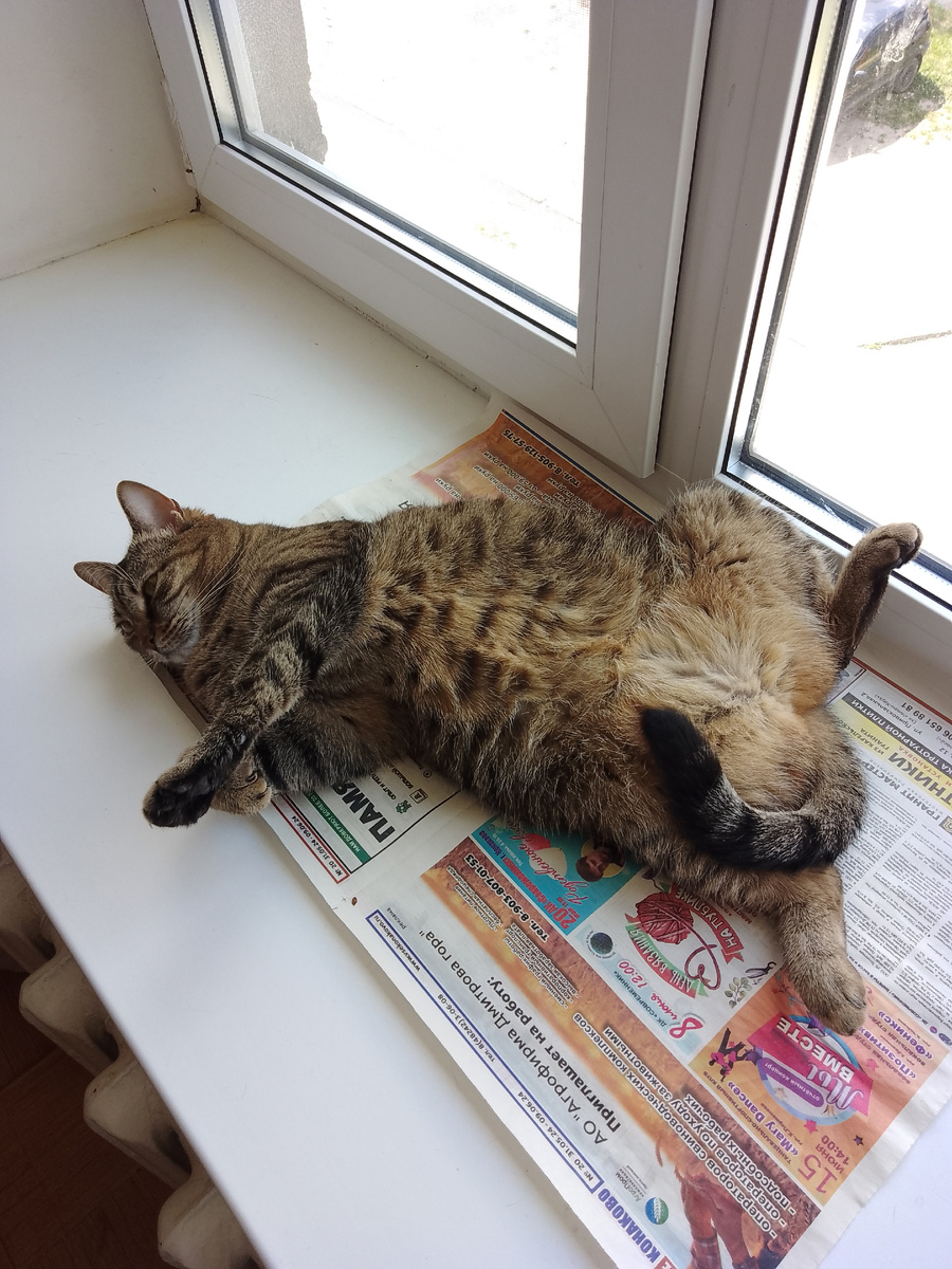 Алисочка занимается йогой, а заодно читает газету . Не правда ли , очаровательное создание божье!!! Сейчас нашим братьям меньшим очень тяжело! Их выкидывают на улицу, их садистки убивают , калечут! В регионах происходят массовые убийства бездомных собак ! А кто их бросил! Человек! На протяжении многих веков собака верно служит человеку: собаки-спасатели! Собаки-минеры! Собаки-воины! Собаки-полярники! Собаки-поводыри! Собаки-терапевты! И просто самый верный друг! То же самое можно сказать и о кошечках! Сколько выкинутых, сколько покалеченных, сколько замученных и убитых братьев наших меньших! Вернее,  равных! ЛЮДИ, вспомните, что вы разумные существа, а не монстры!!!! И давайте оплатим братьям нашим равным добром и заботой! Сейчас требуется, чтобы вы дружно выступили против эвтаназии бездомных собак! Ведь большая часть из них безжалостно выброшена хозяевами на улицу!!!