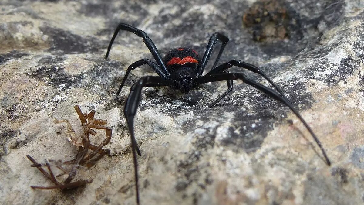     Автор: wikimedia.org