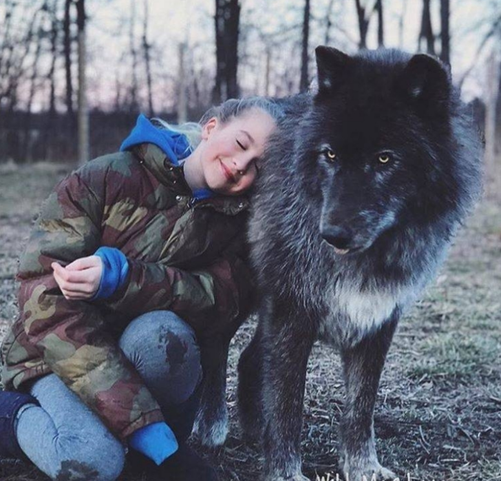 Собаки произошли от волков. Конечно при взгляде на пуделя, болонку или чихуахуа такой мысли в голову прийти не может. Однако породы бывают как очень маленькими, так и огромными.