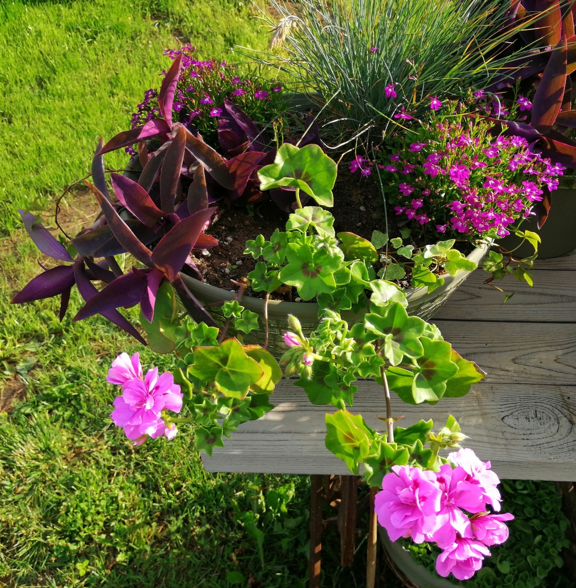 Я в этой композиции решила обойтись без сюрпризов. Хотя... Стоп! Самое главное растение – плющелистную пеларгонию – я сажу у себя в первый раз. Риск, да. Но садовод счастлив))