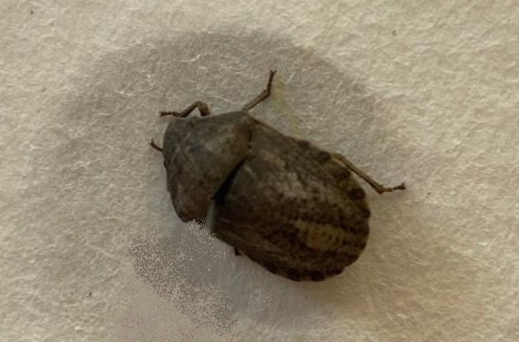    ЭПВ клоп вредная черепашка