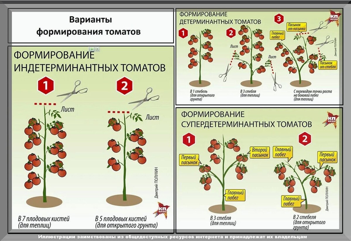 Как ухаживать за детерминантными помидорами. Как ухаживать за детерминантными помидорами