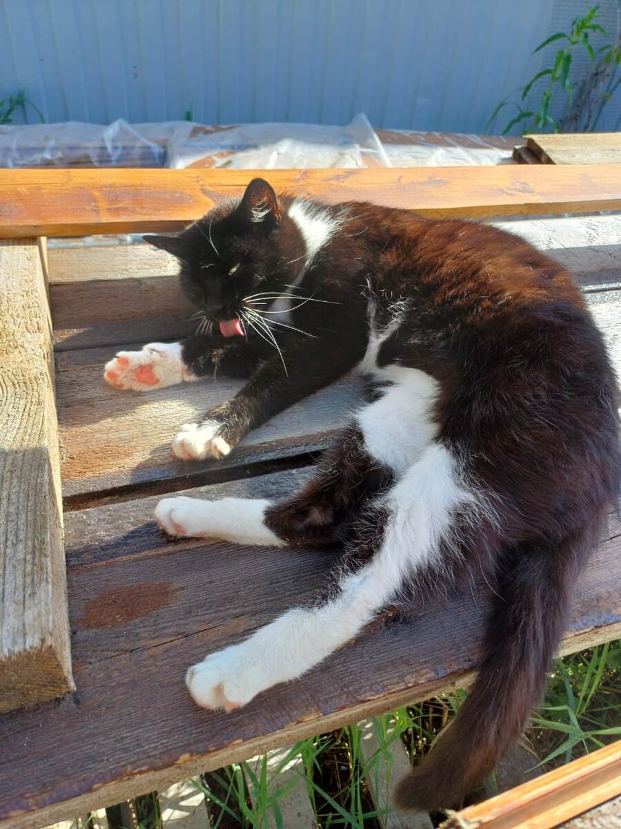 Котейка на солнышке.