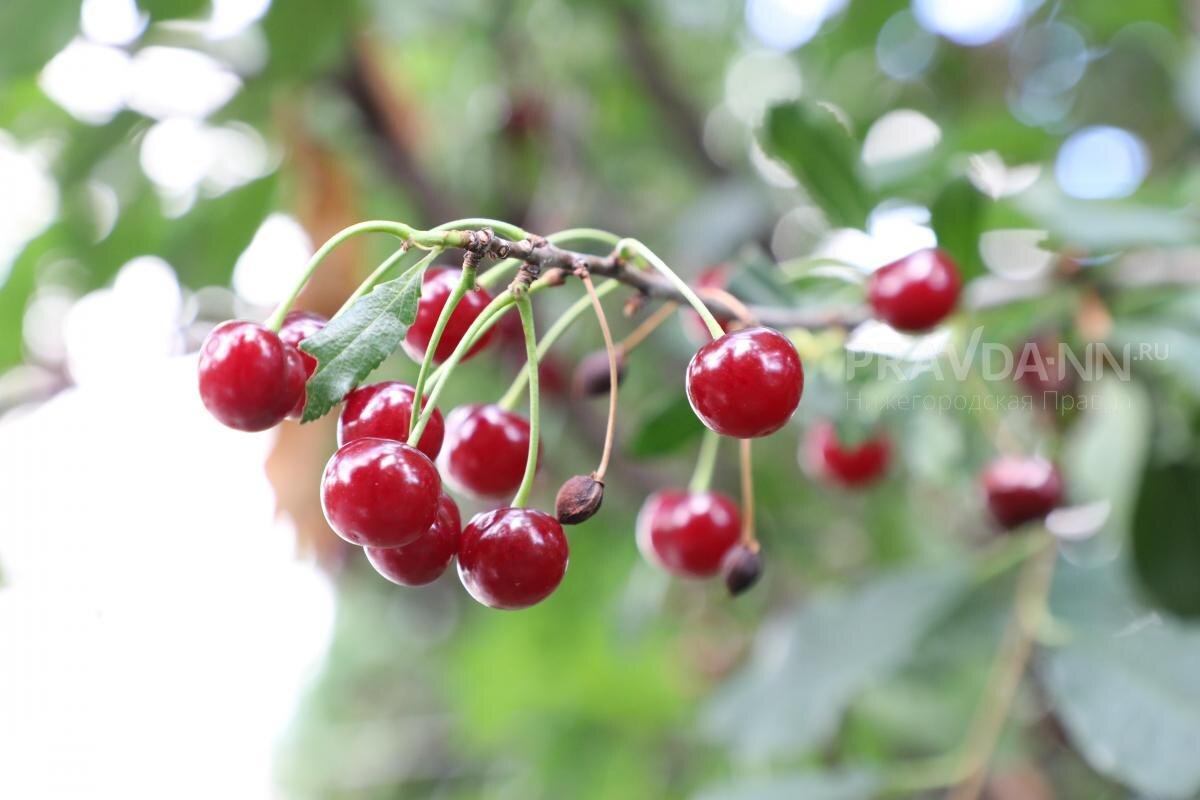    Самый древний миф связан с цветом ягод