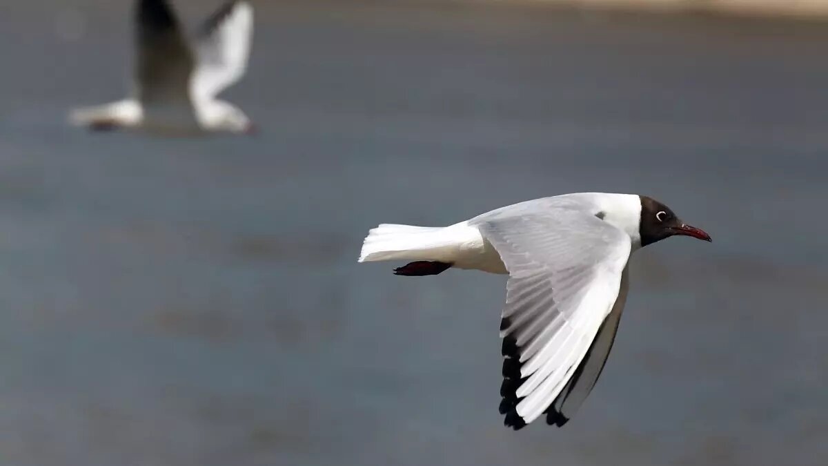     Источник: pxhere.com