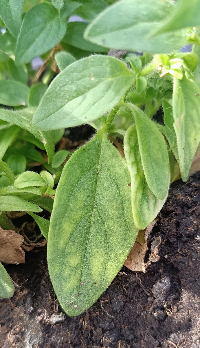 Хлороз листьев петунии. Одна из самых моих любимых петуний из серии Изи Вейв Бургунди Велюр F1