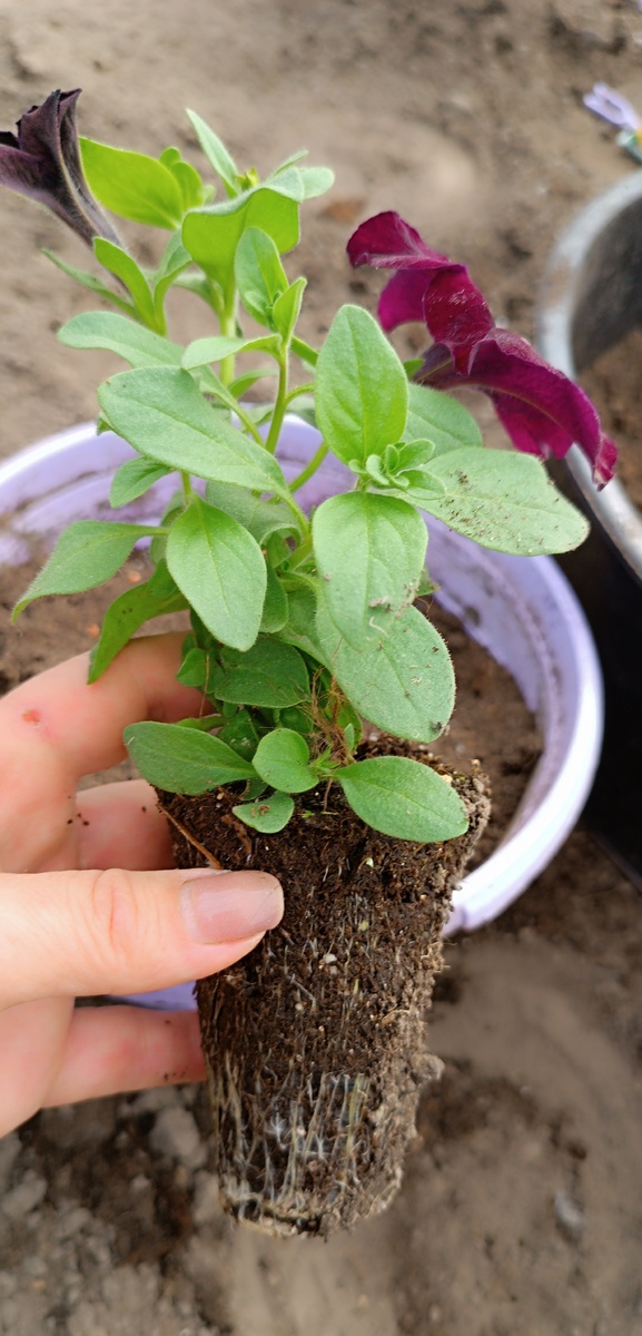 Именно эта петуния сейчас заболела