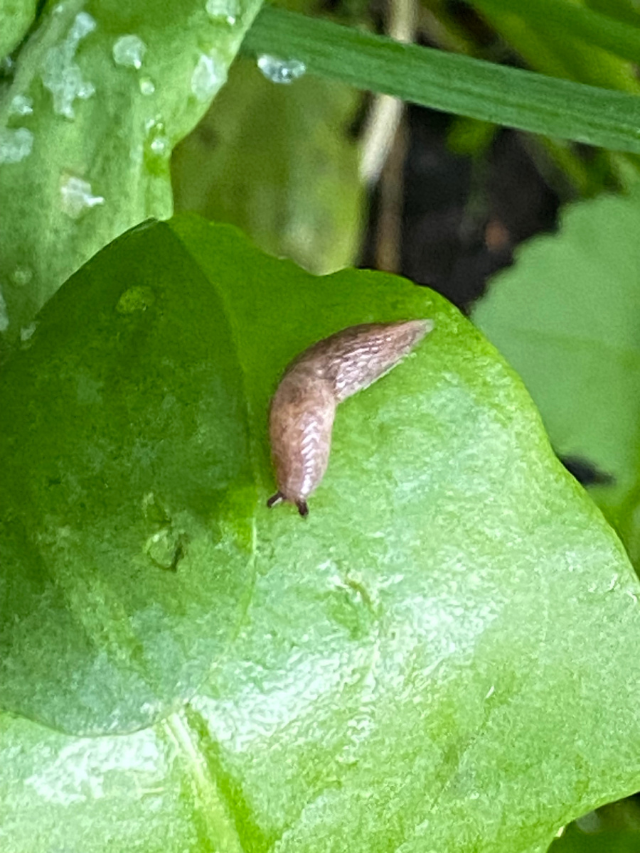 Пошла я срезать лук, а там куча слизней, лакомятся луком и щавелем.