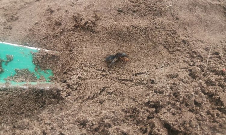    Как вывести медведку с участка навсегда: инсектициды и главные принципы обработки