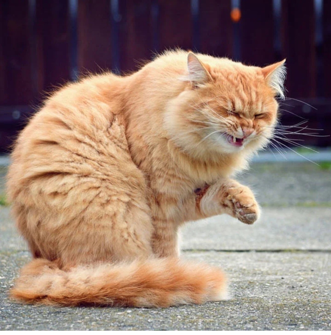 Фото из интернета