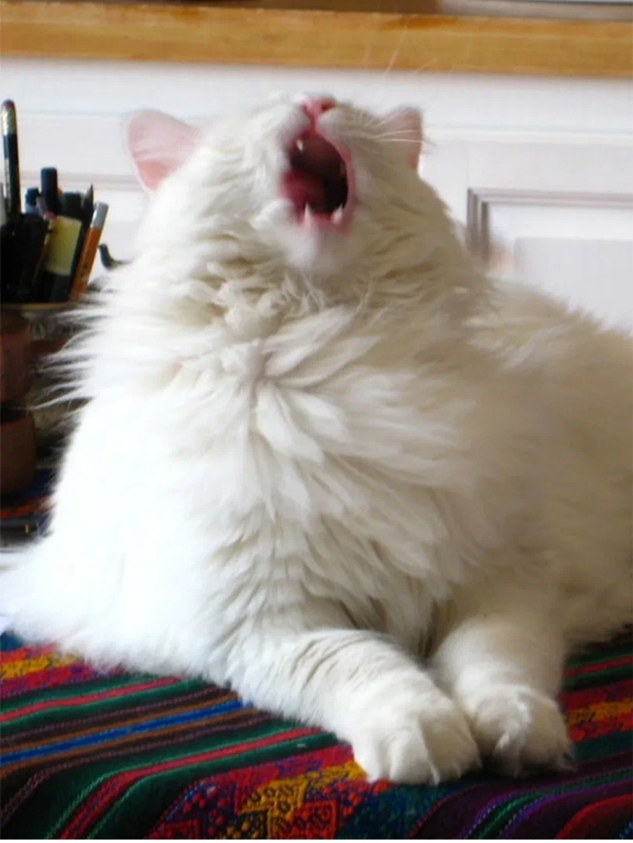 Фото из интернета