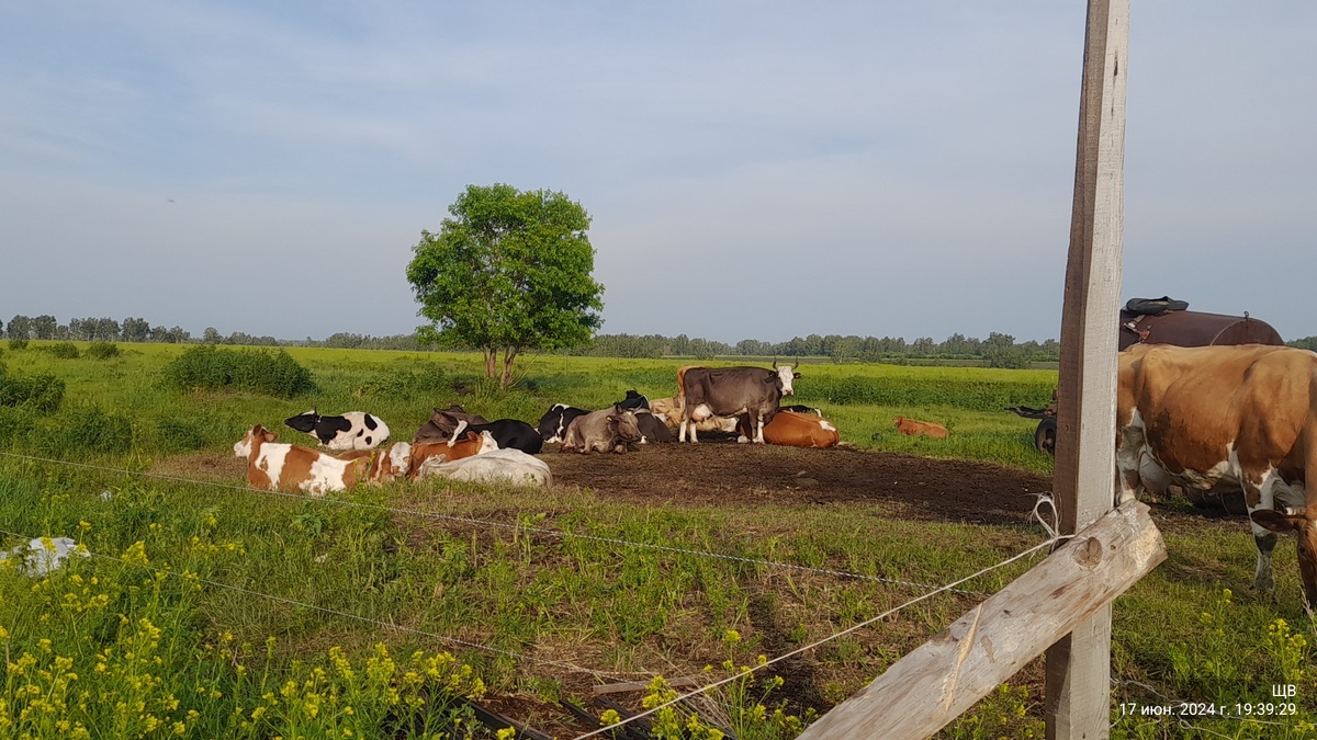 Это уже вечер. А днем пол стада прячется под этим кленом. А вторая часть под вторым кленом что в кадр не попал