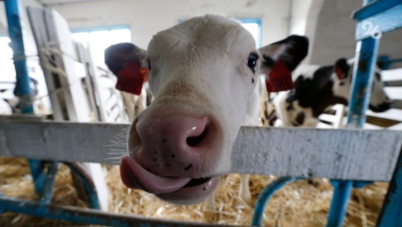      Фото: ИА «Победа26»