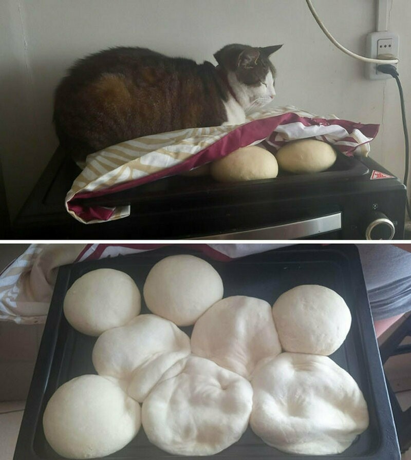 Котики дня 