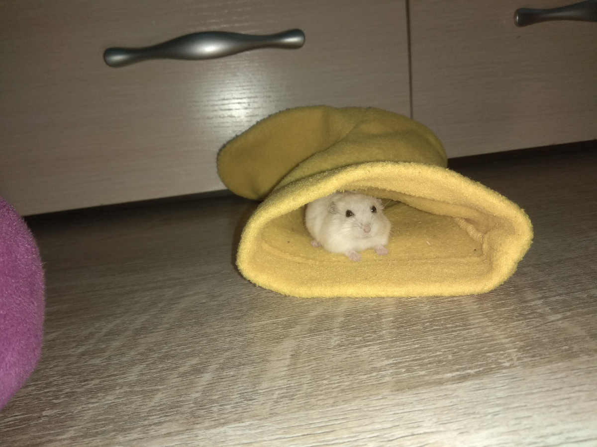 Наш хомячок Джерри