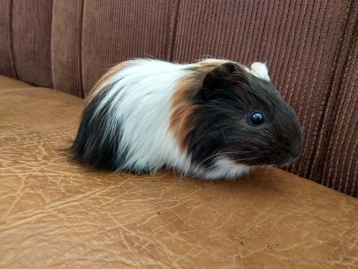 Морская свинка Сёма
