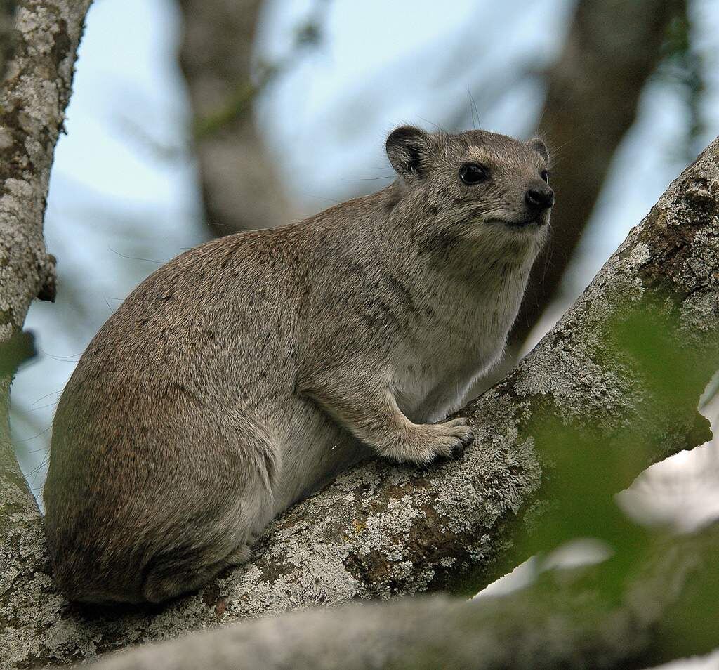 Yellow-spotted Rock Hyrax (Heterohyrax brucei) Rare animals, Baby animals, Anima