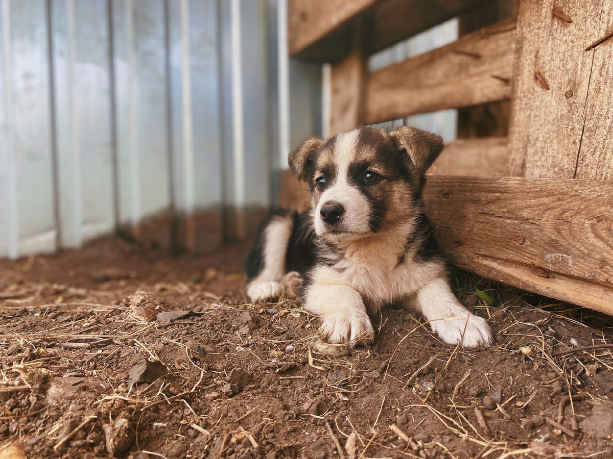 Ищем дом спасенному семейству 🤗😊🥰🐕🐶🐶🐶 | Город преданных собак 73 |  Дзен