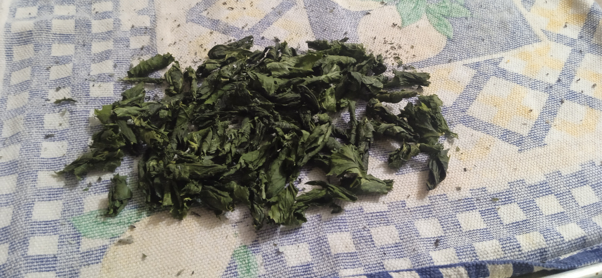 Высушенные листья смородина на посудине с полотенцем