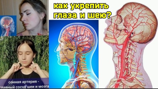 Почему шея душит глаза, мешая крови течь в глазную артерию? Методы освобождения сосудов