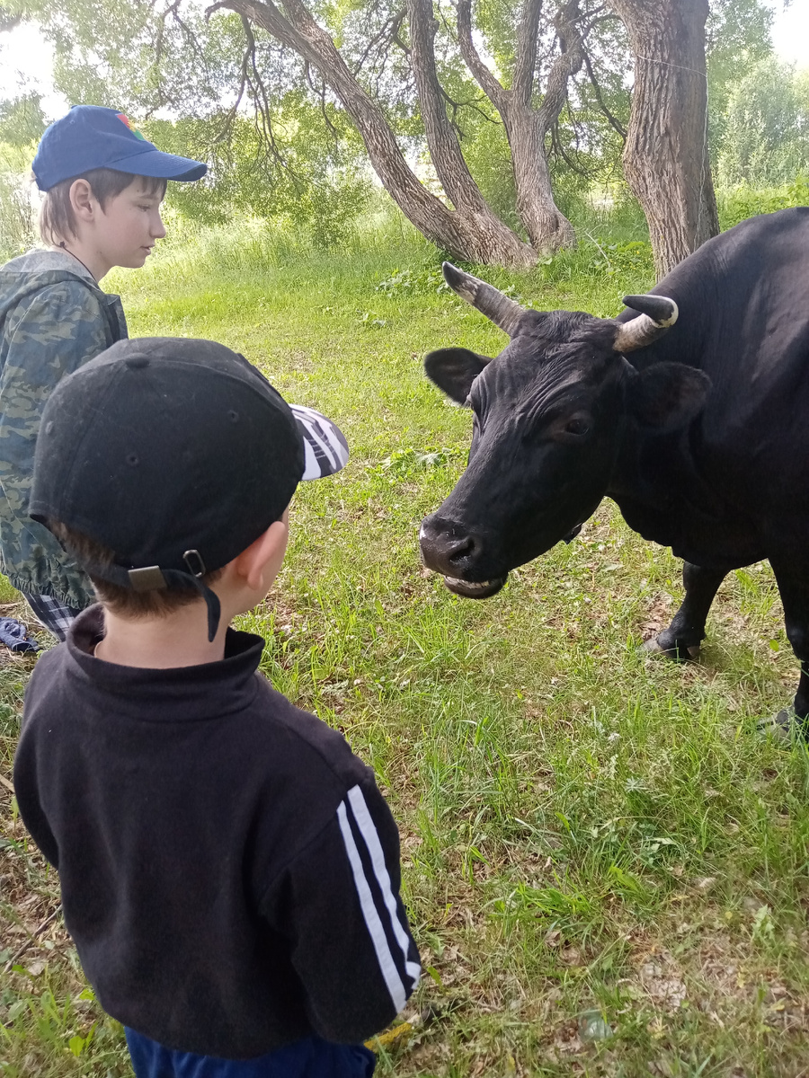 Первый близкий контакт с крупнорогатым скотом😊