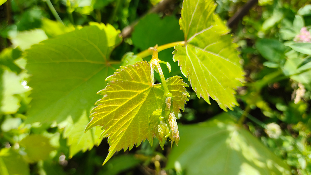 Виноградник в июне. Ответы на вопросы подписчиков | ВИНОГРАД ЦЕНТР | Дзен