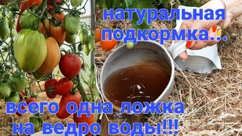 Срочно!!! Кормим томаты, если не хотим остаться без урожая...