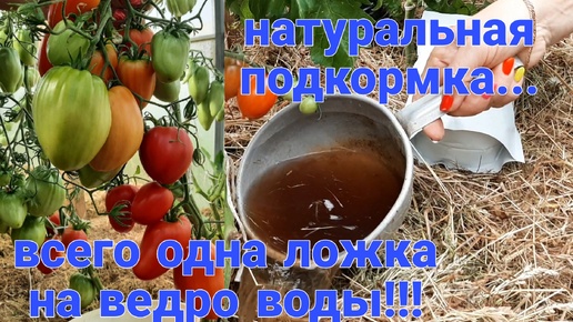Срочно!!! Кормим томаты, если не хотим остаться без урожая...