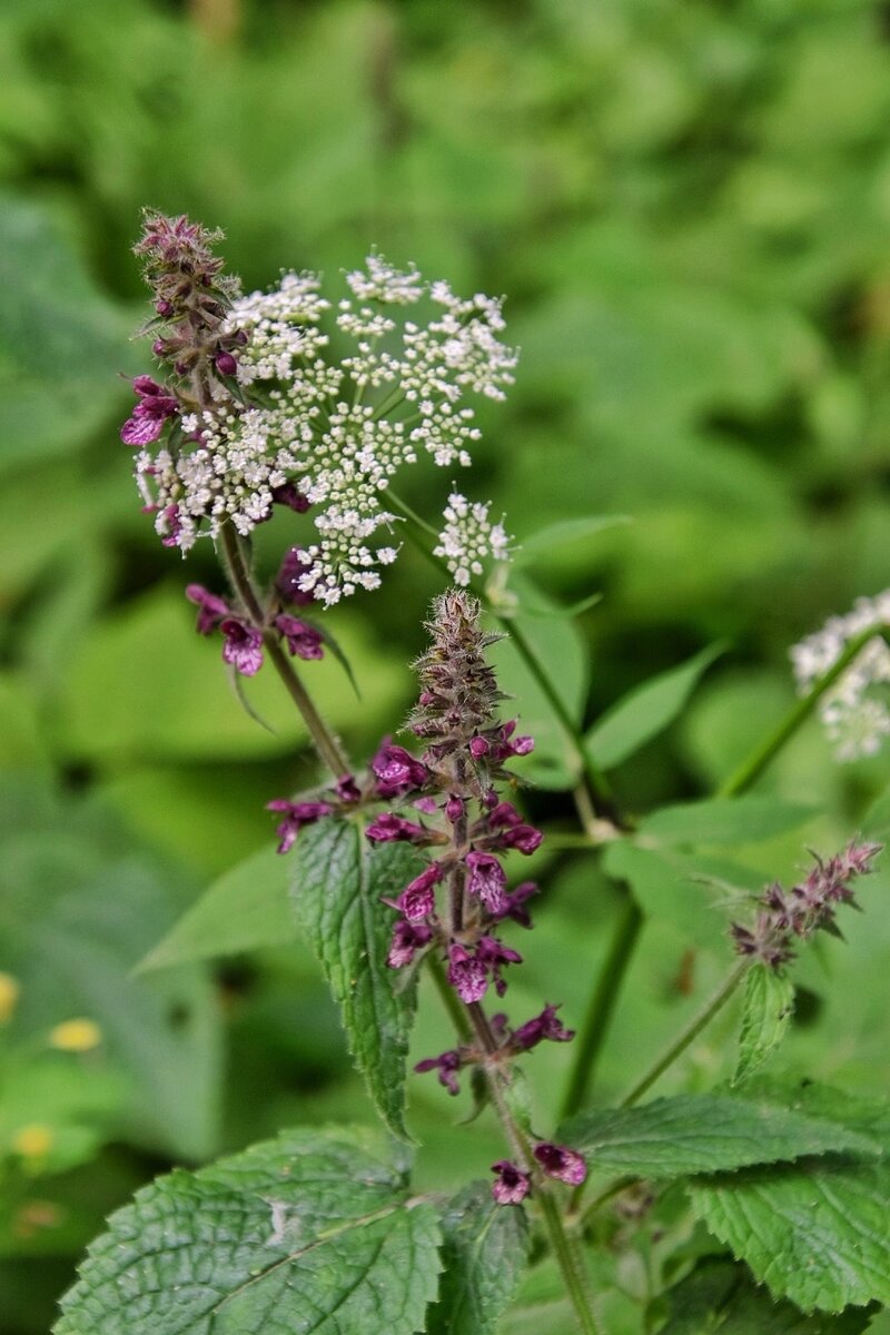 Чистец лесной на Барковой горе. Село Чертовицы воронежской области в июне