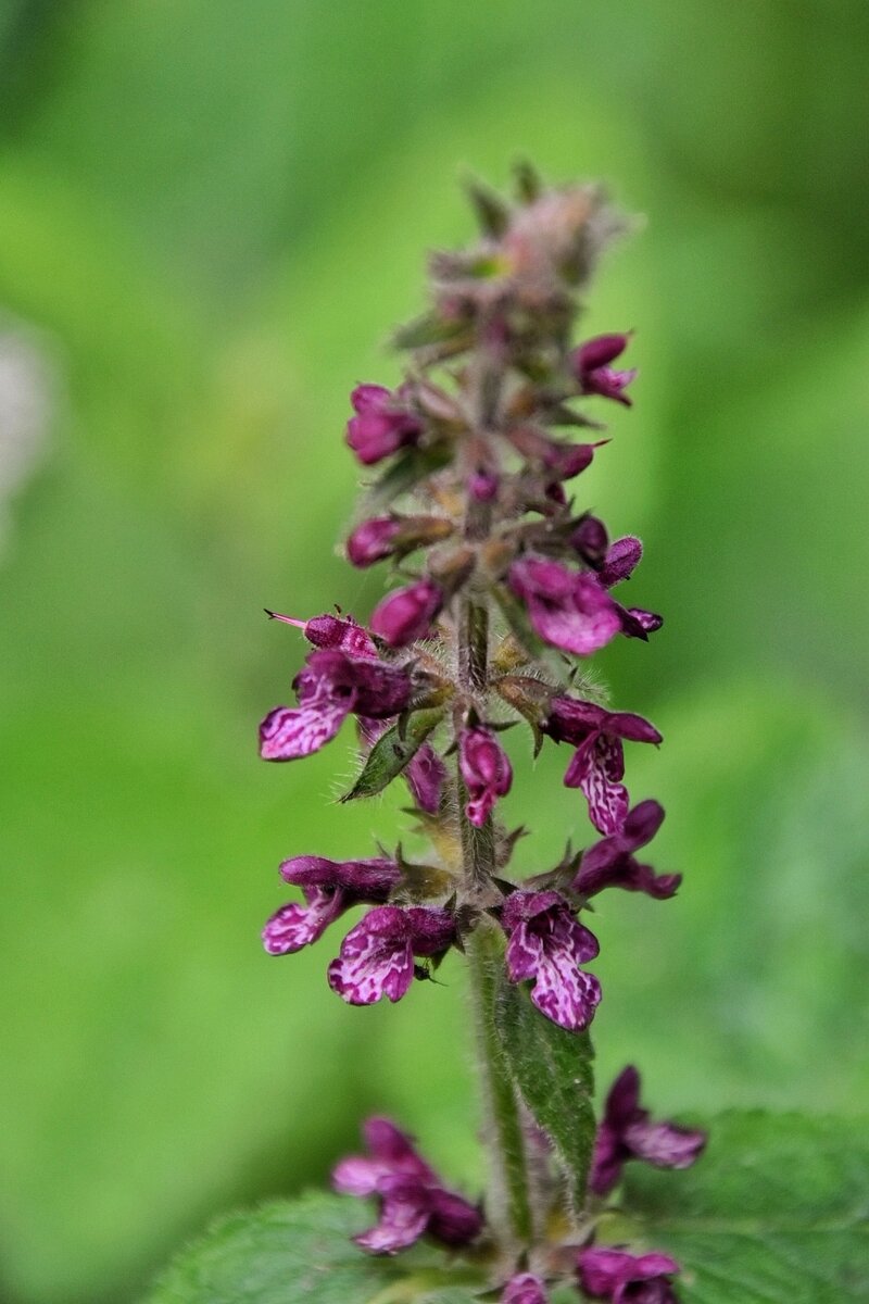 Чистец лесной на Барковой горе. Село Чертовицы воронежской области в июне