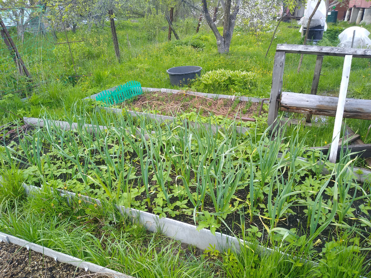 Заборчики, ветки и сныть