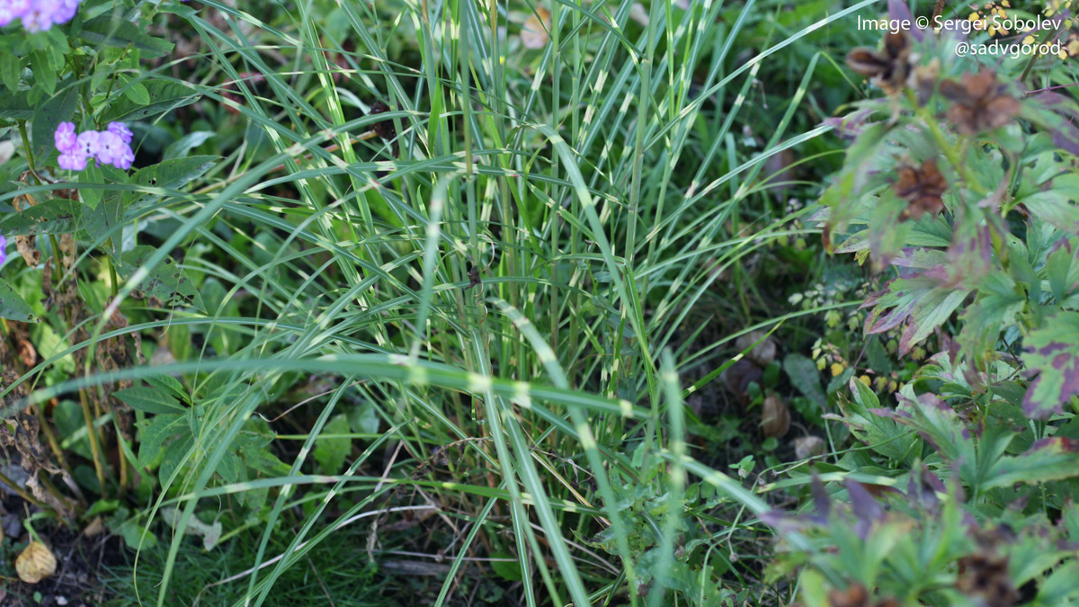 Мискантус 'Zebrina' в моём палисаднике в начале октября 2023 г.