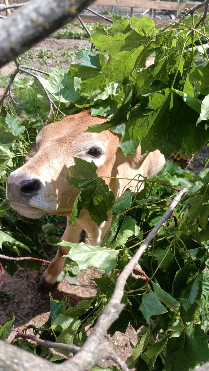 Юма. Перелинивает из крем-брюле в сливочное мороженое 🤭