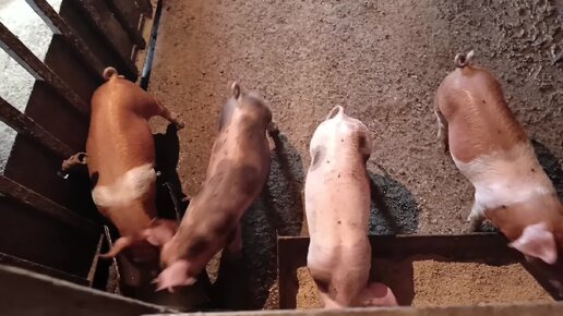 Продажа поросят.🐖 Дюрок, пьетрен, кантор