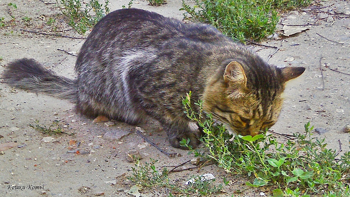 Кот: – Всё-таки я нашел его, своё счастье. 