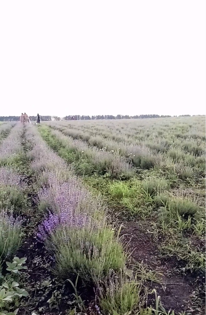 Лавандовый мир, Орловская область