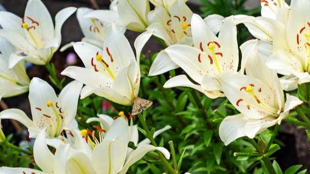 “Теперь я точно знаю чем подкормить лилии в период бутонизации правильно”: много «вкусного» для наших – любимых цветочков