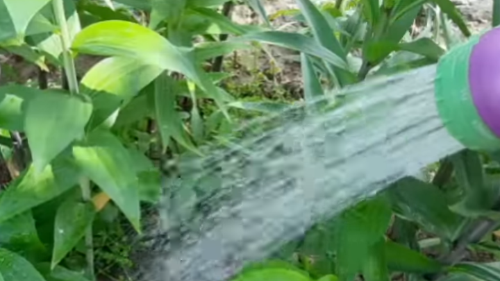 Сначала поливаем цветы, если это еще не сделано.