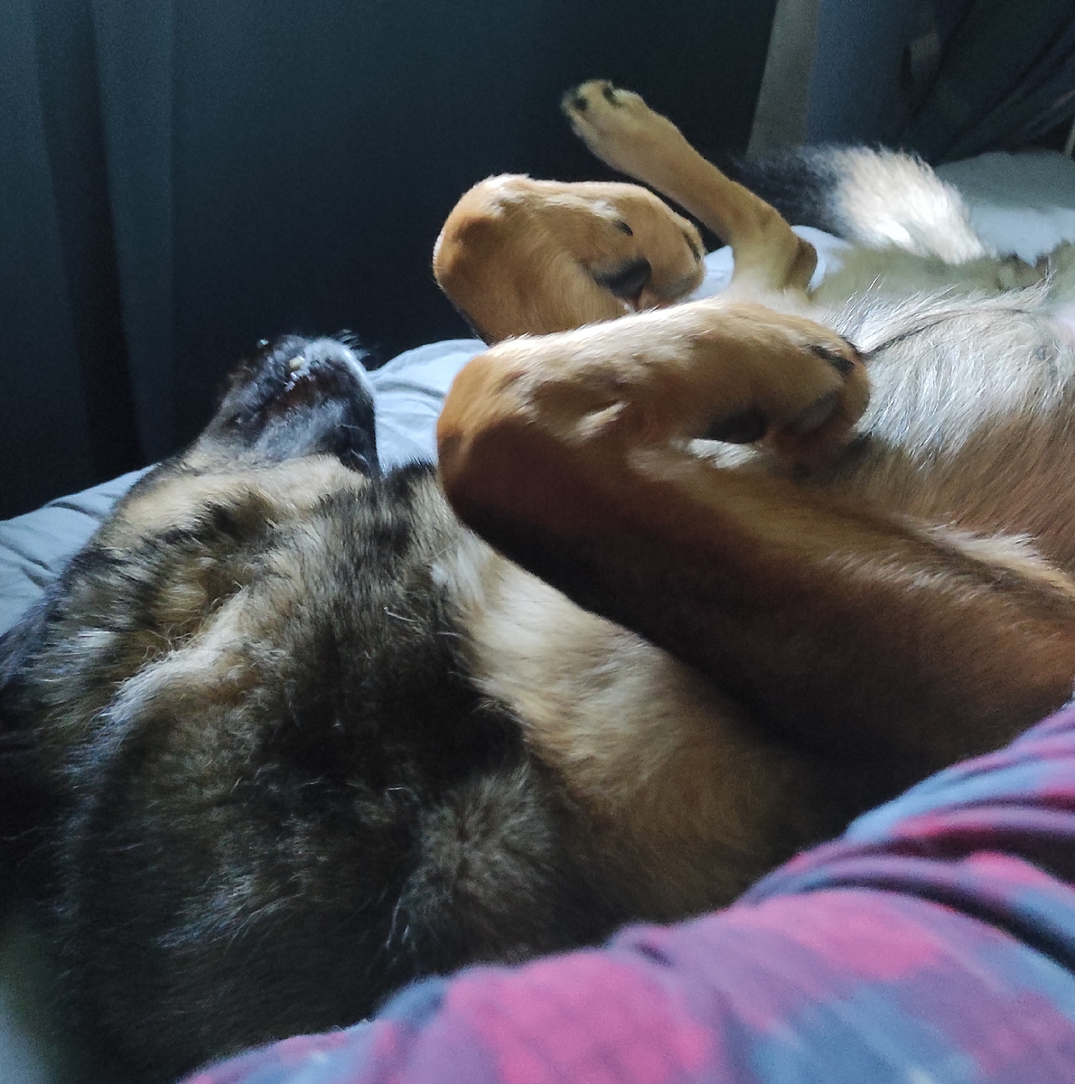 Немка пришла утром понижать статус любименького хозяина))))) 