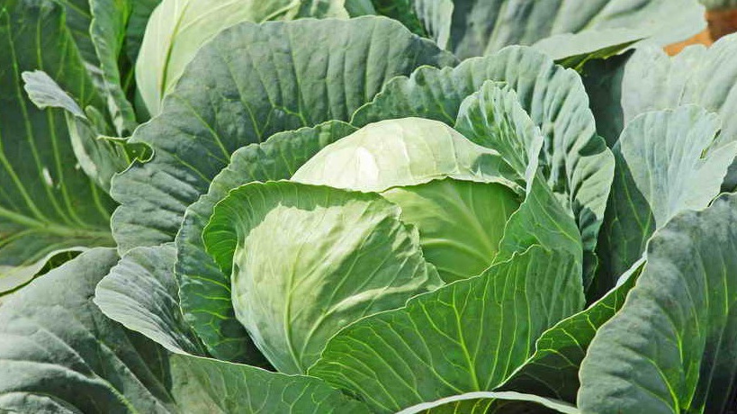Капусту вроде бы и легко вырастить, но в уходе существует несколько хитростей.