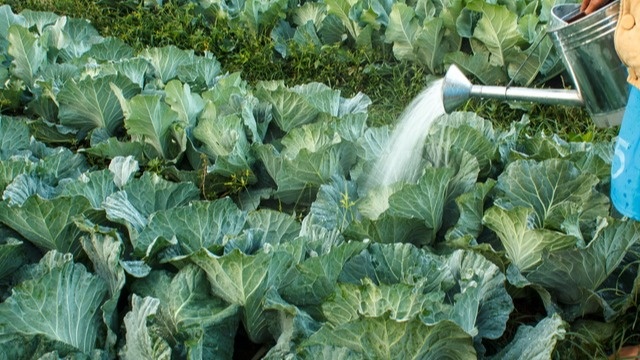 Мы поливаем капусту вечером, примерно в шесть - семь часов. 