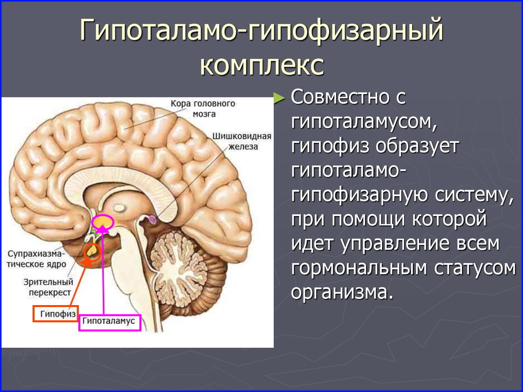 Часть 1. Гипоталамо-гипофизарный альянс. | Читающим между слов... | Дзен